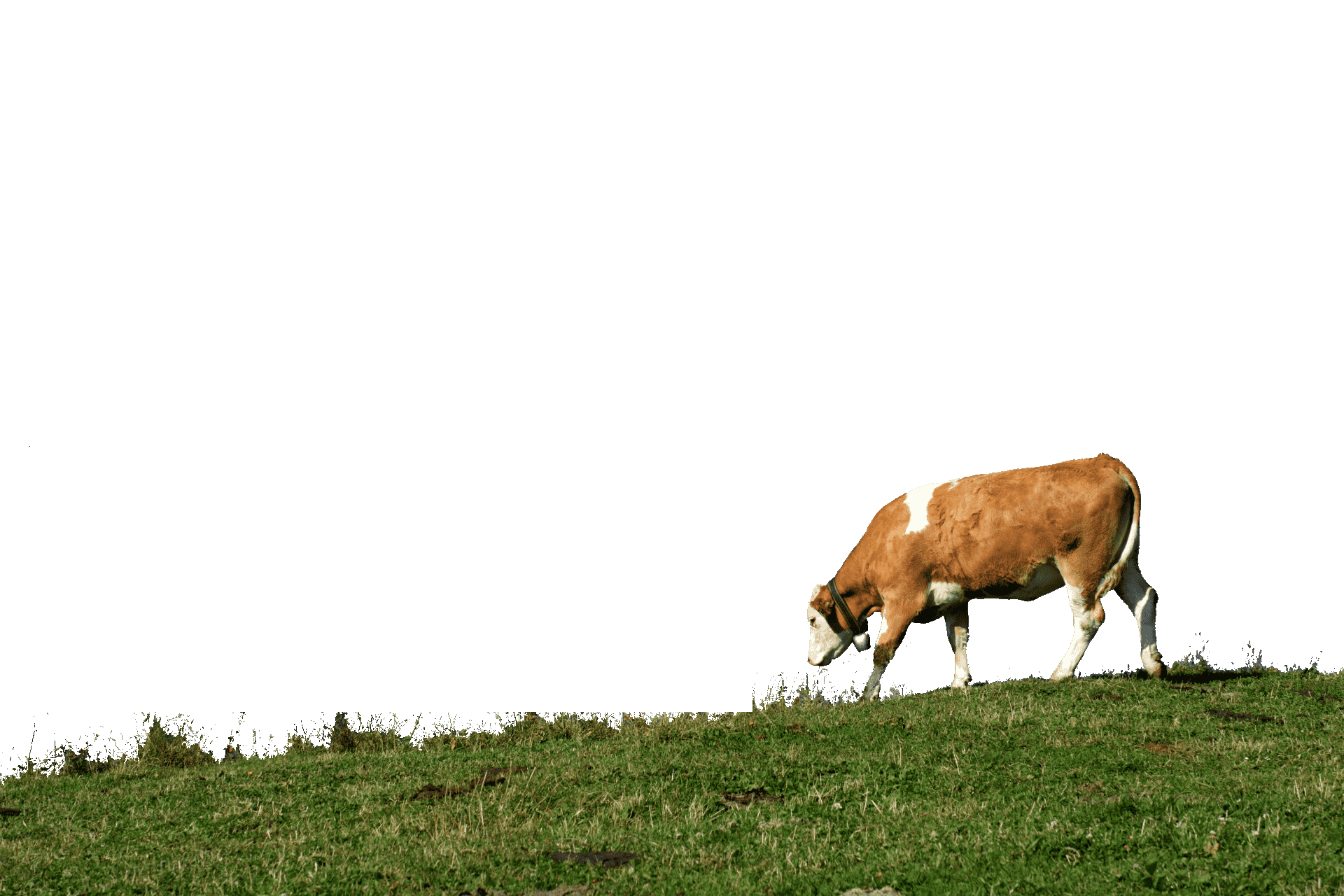 cow